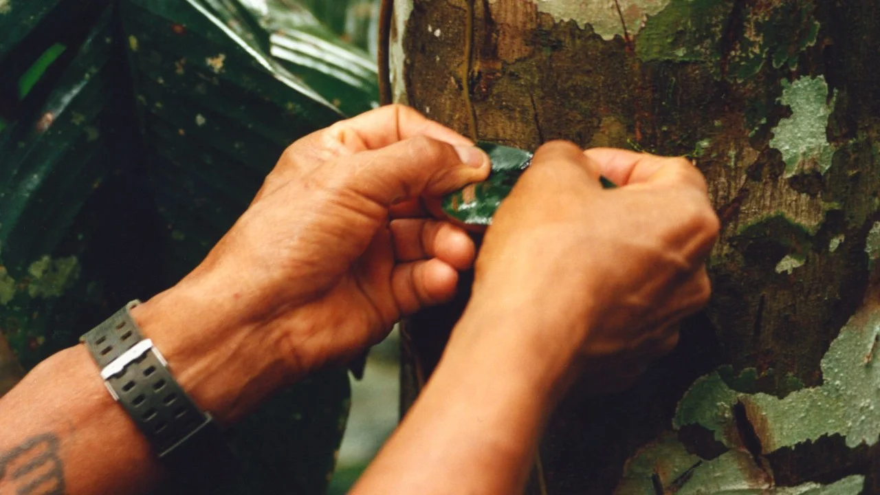 Close-up of hands tending bark on a tree in the Amazon, from the Atmos feature on Taina