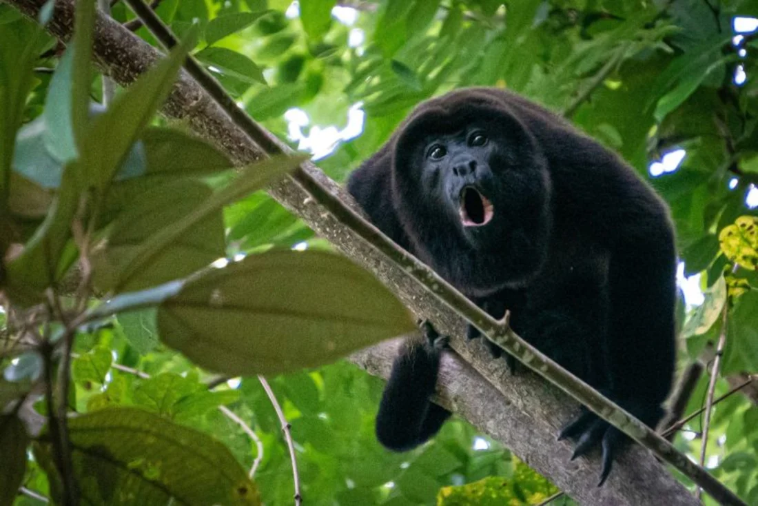 An Amazon black howler monkey calling from a branch in the canopy