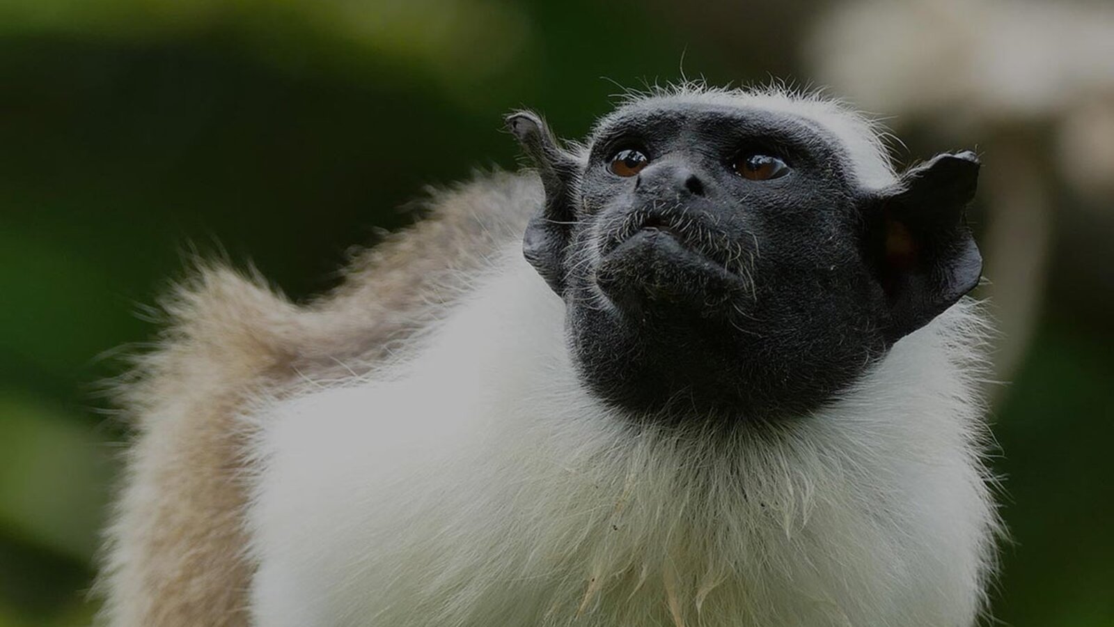 XPRIZE Rainforest finals in Manaus